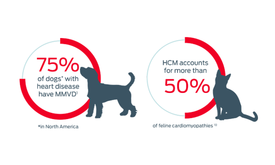 75% of dogs with heart disease have MMVD and HCM accounts for more than 50%