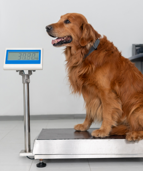 Cane sulla bilancia nello studio del veterinario
