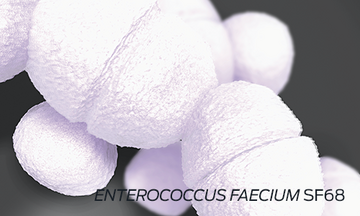 enteroccoccus faecium sf68