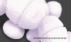 enteroccoccus faecium sf68
