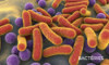bacteria
