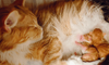 yellow and white cat nursing kittens