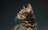 Purina-Institut für die Gesundheit alternder Katzen