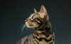 Instituto Purina envejecimiento salud del gato