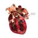 diagrama-corazon
