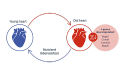 old heart graphic