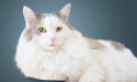 Futter für ältere Katzen