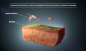 La microbiota intestinal proporciona una barrera contra los patógenos