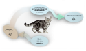 probióticos-cat