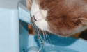 Orange and white cat drinking from flowing water