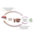 asse intestino-cervello