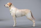 Perro de perfil lateral