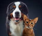 perro y gato juntos mirando a la cámara
