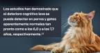la imagen del gato con cerebro envejecido