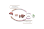 eje intestino-cerebro