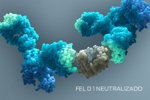 fel d 1 neutralizado