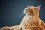 yellow cat with long hair