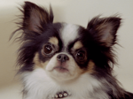 small dog
