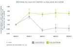 maladie-carré-réponse-vaccin