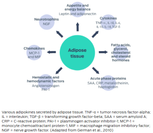 Adipose tissue - Hemostatic and hemodynamic factors (Anglotensinogen PAI-1), Chemokines (MCP-1 and MIF), Neurotrophins (NGF), Appetite and energy balance (Leptin and adiponectin), Cytokines (TNF-α, IL-1β, IL-6, IL-10, IL-18, TGF-β), Fatty acids, glycerol, cholesterol and steroid hormones, Acute phase proteins (SAA, CRP, metallotheinin, haptoglobin)