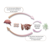 axe-intestin-cerveau