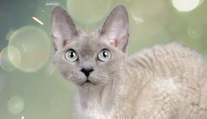 grey-devon-rex-cat