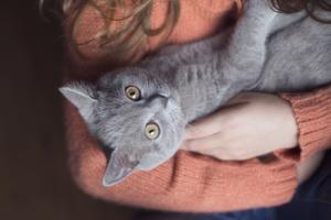 Evitare I Gatti Potrebbe Non Eliminare Le Reazioni Allergiche