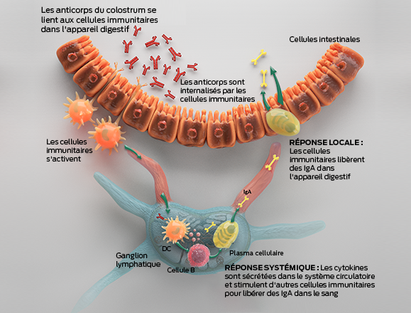 immunité-et-colostrum