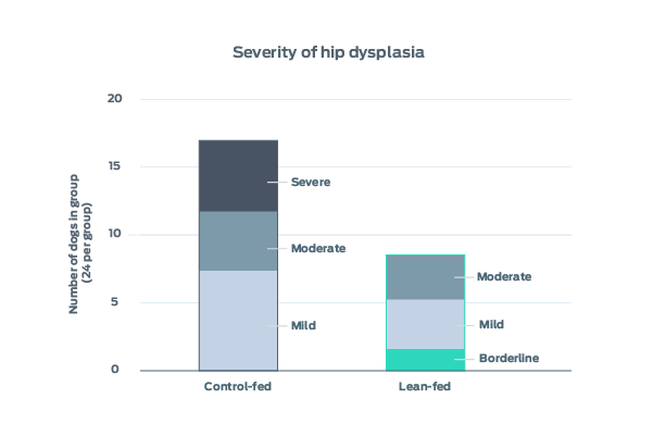severity of hip dysplasia in dogs