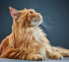 yellow cat