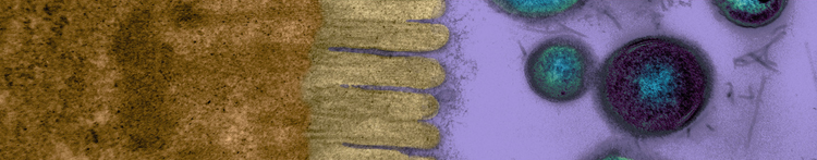 MICROVILLOSITÉS ET BACTÉRIES