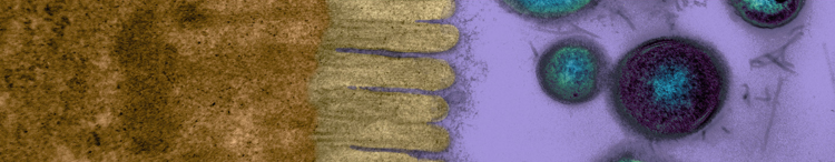 purina-institute-gut-brain-axis-gut-cilia