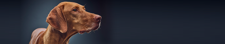 comportamenti associati all’invecchiamento