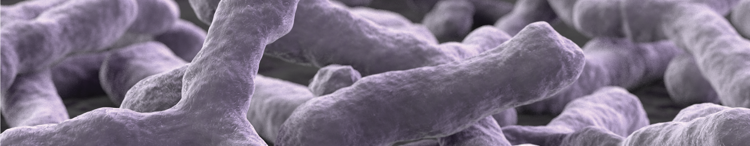 purina-institute-mnr-bifidobacterium