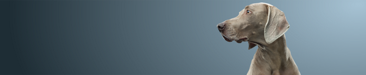 short hair grey dog looking left