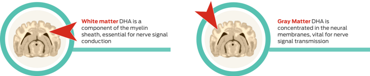 white and gray matter