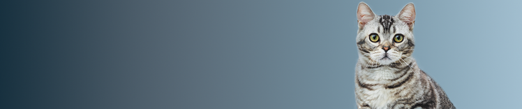 Étude de 9 ans sur l'espérance de vie des chats