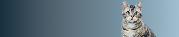 Studio sulla longevità dei gatti dalla durata di 9 anni