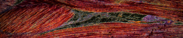 Defining Healthy Body Condition