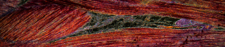 Come definire una condizione corporea sana