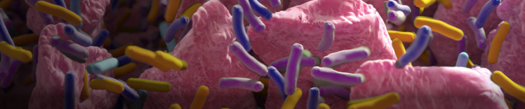 含细菌的肠绒毛