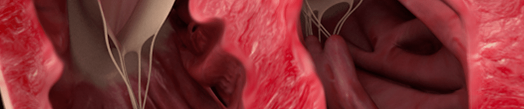 Anatomie des Herzens