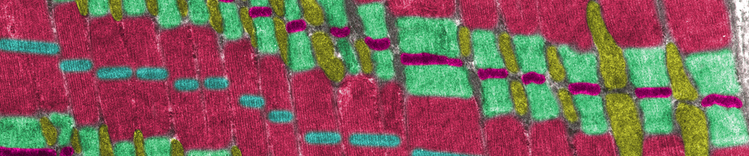 mitochondria & muscle