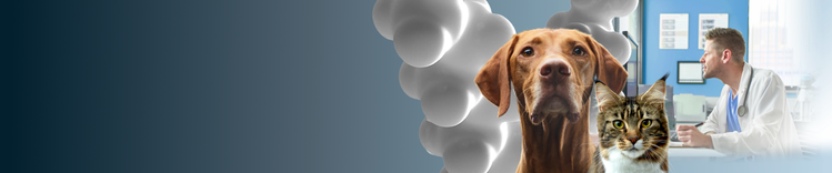 dog and cat over blue gradient background