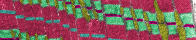 mitocondri e muscoli