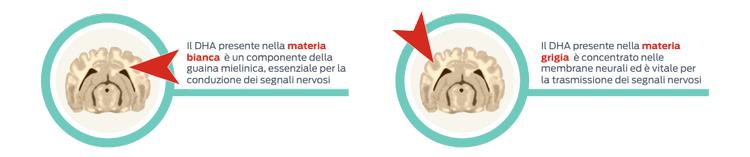 sviluppo iniziale della materia bianca e grigia