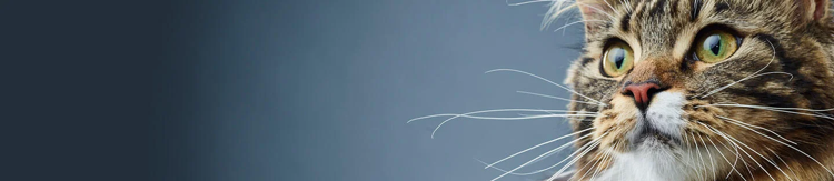 purina-institute-prébiotiques