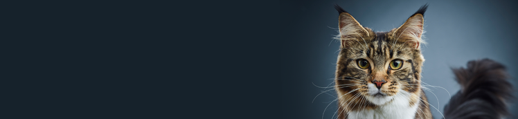 lo studio di ricerca di purina sui gatti dalla durata di 9 anni