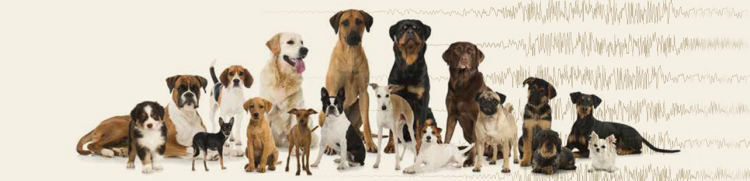 l’epilessia può colpire qualsiasi cane