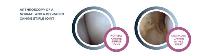 purina-institute-stifle-joint